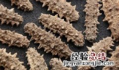 鲍鱼和海参的营养价值及功效与作用 海参的营养价值及功效与作用