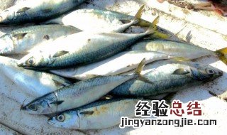 香煎青鱼块怎么做 怎样煎青鱼