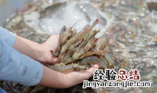 怎样做啤酒虾好吃又简单视频 做啤酒虾的正确方法