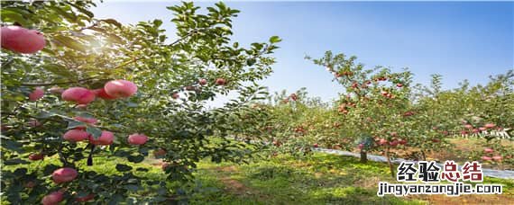 众成三号苹果苗品种介绍 众成三号苹果苗哪里买