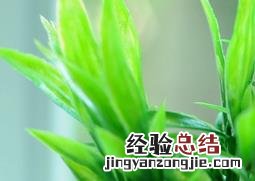 开运竹的养殖方法与注意事项 开运竹的养殖方法和注意事项