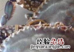 清蒸螃蟹如何清洗 清蒸螃蟹如何清洗螃蟹多长时间
