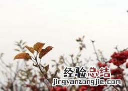 冬红果的养护方法 冬红果的养殖方法和注意事项