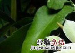 昙花盆栽养植方法和注意事项 昙花种植方法和注意事项