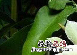 昙花盆栽养植方法和注意事项 昙花种植方法和注意事项