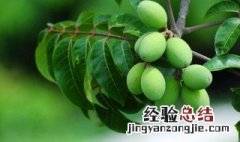 橄榄的营养价值及功效与作用 橄榄的营养价值及功效与作用禁忌