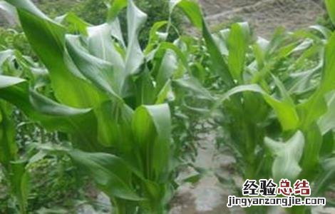 玉米空杆的原因及解决方法 玉米空杆的原因及解决方法有哪些
