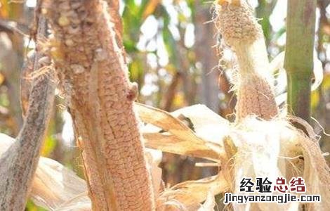 玉米空杆的原因及解决方法 玉米空杆的原因及解决方法有哪些