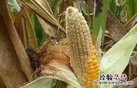 玉米空杆的原因及解决方法 玉米空杆的原因及解决方法有哪些