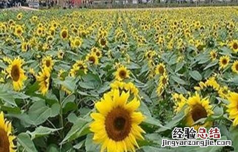 向日葵种植技术 向日葵种植技术病虫害防治