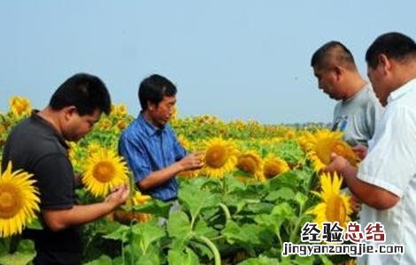 向日葵种植技术 向日葵种植技术病虫害防治