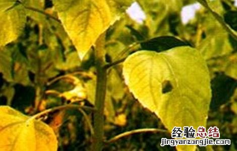 向日葵常见病虫害防治方法 向日葵病虫害及防治方法