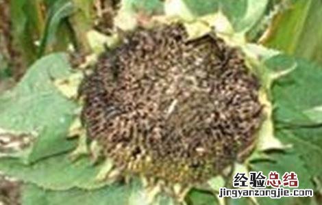 向日葵常见病虫害防治方法 向日葵病虫害及防治方法