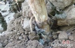 向日葵常见病虫害防治方法 向日葵病虫害及防治方法