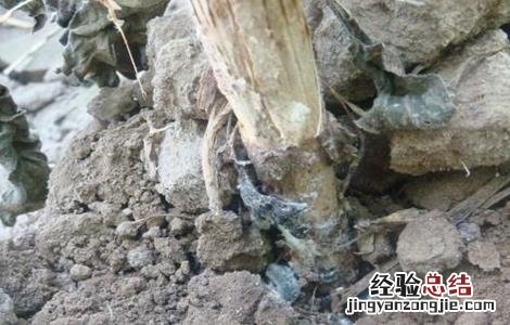 向日葵常见病虫害防治方法 向日葵病虫害及防治方法