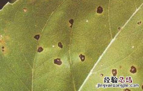向日葵常见病虫害防治方法 向日葵病虫害及防治方法