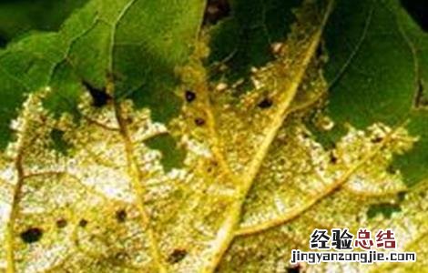 向日葵常见病虫害防治方法 向日葵病虫害及防治方法
