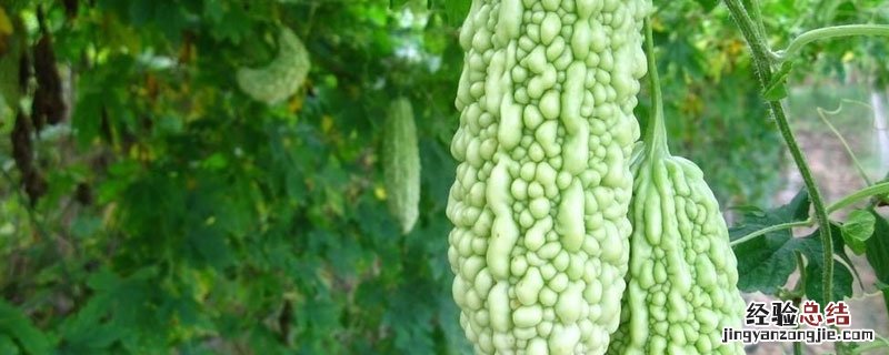 苦瓜软腐病症状 苦瓜绵腐病的症状防治方法?