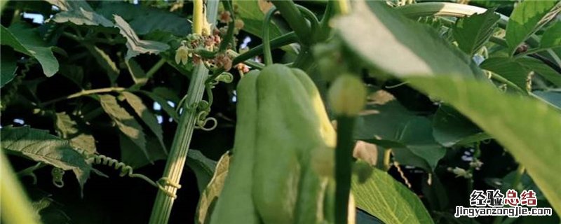 佛手瓜的种植方法和时间 佛手瓜种植时间及技术要点