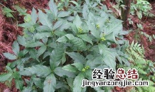 板蓝根的营养价值 板蓝根的营养成分