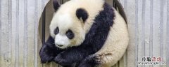 国宝大熊猫的黑眼圈像什么 熊猫的黑眼圈像什么
