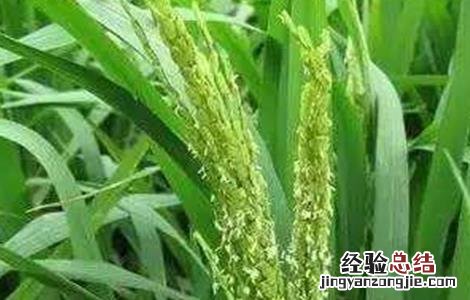 水稻抽穗扬花期管理 水稻抽穗杨花期管理技术