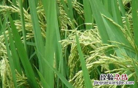 水稻抽穗扬花期管理 水稻抽穗杨花期管理技术