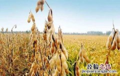 导致大豆早衰的原因是什么 导致大豆早衰的原因