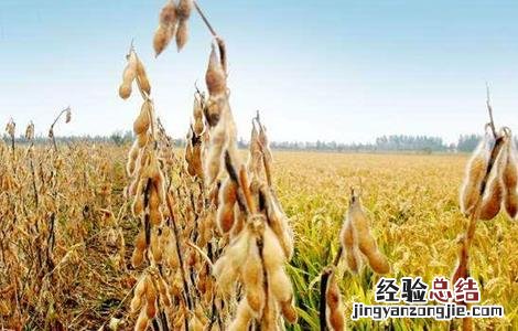 导致大豆早衰的原因是什么 导致大豆早衰的原因