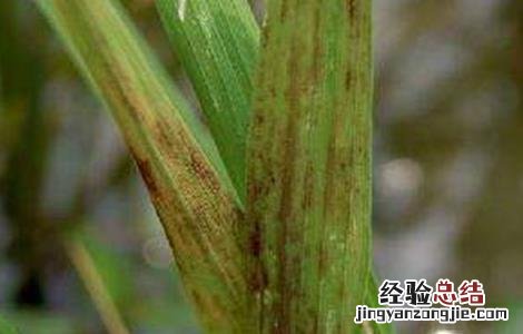 水稻僵苗的原因及解决方法 水稻僵苗的原因及解决方法视频