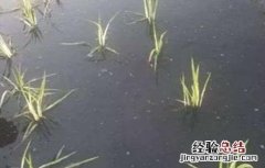 水稻僵苗的原因及解决方法 水稻僵苗的原因及解决方法视频