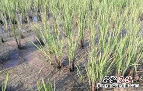 水稻僵苗的原因及解决方法 水稻僵苗的原因及解决方法视频