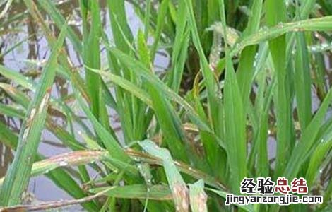 水稻僵苗的原因及解决方法 水稻僵苗的原因及解决方法视频