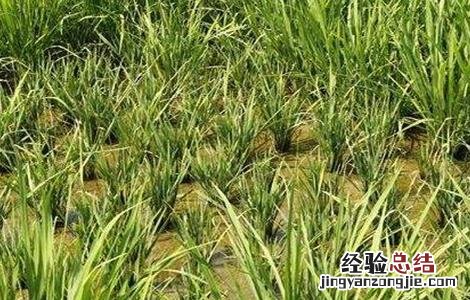 水稻僵苗的原因及解决方法 水稻僵苗的原因及解决方法视频