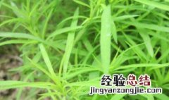 扫帚菜孕妇可以吃吗 扫帚菜孕妇能吃吗?
