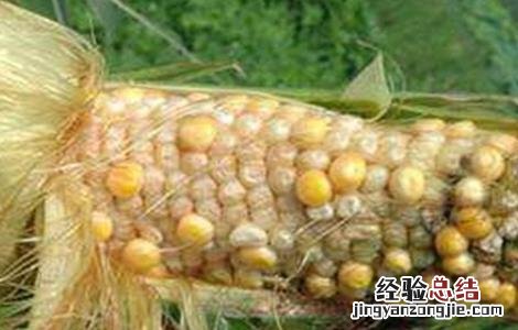 玉米苗畸形的原因 影响玉米畸形的原因
