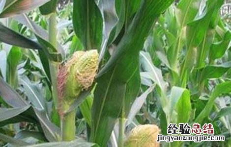 玉米苗畸形的原因 影响玉米畸形的原因