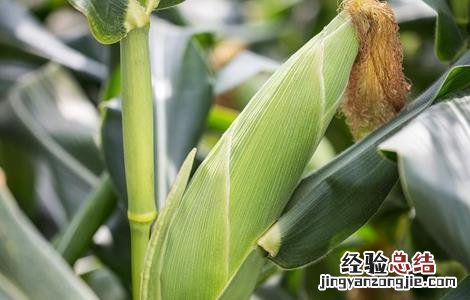 玉米苗畸形的原因 影响玉米畸形的原因
