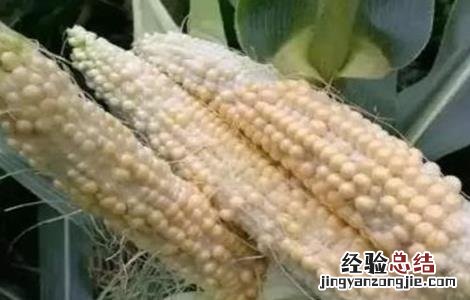 玉米苗畸形的原因 影响玉米畸形的原因