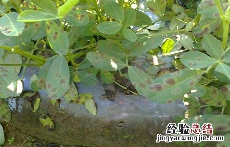 花生为什么会早衰 花生在生长期为什么会死