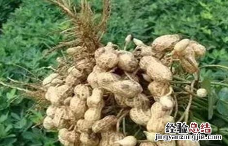 花生为什么会早衰 花生在生长期为什么会死