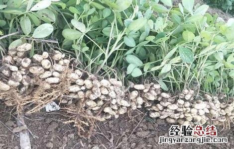 花生为什么会早衰 花生在生长期为什么会死