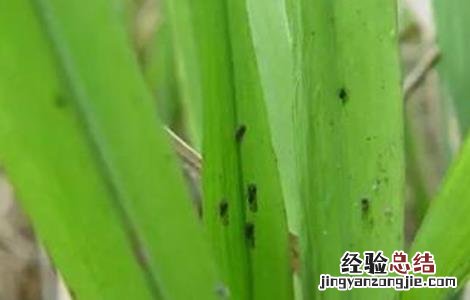 水稻拔节长穗期的田间管理技术 水稻拔节期管理方法