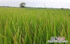 水稻拔节长穗期的田间管理技术 水稻拔节期管理方法