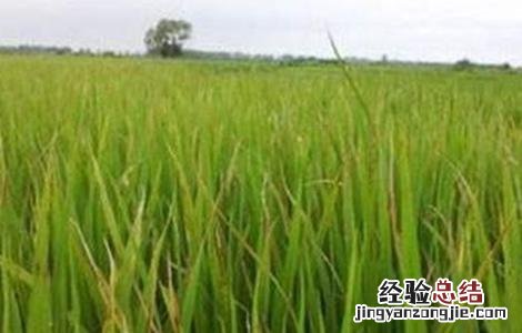 水稻拔节长穗期的田间管理技术 水稻拔节期管理方法
