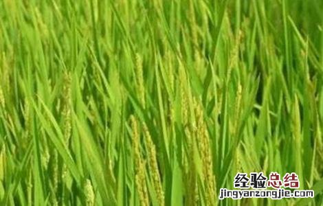 水稻拔节长穗期的田间管理技术 水稻拔节期管理方法