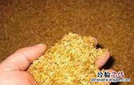 水稻催芽技术 水稻催芽技术措施