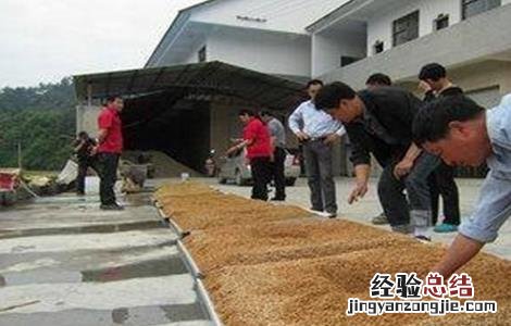 水稻催芽技术 水稻催芽技术措施