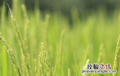 水稻早穗的原因及防治方法视频 水稻早穗的原因及防治方法