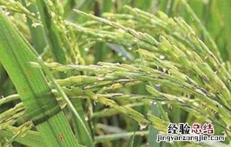 水稻早穗的原因及防治方法视频 水稻早穗的原因及防治方法